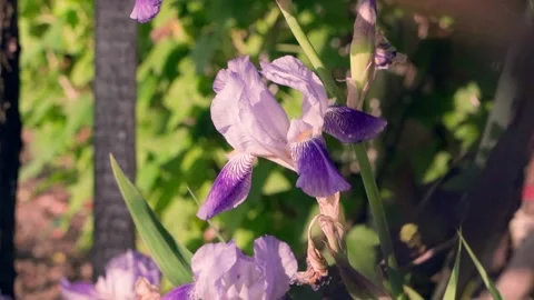 Delicate light purple iris flowers behind a chain-link fence Stock Footage 203902650