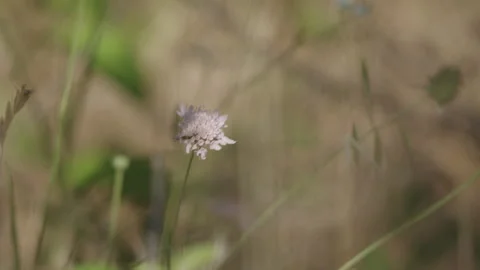 Delicate light purple wildflower on thin stem with soft blurred background Stock Footage 337995936