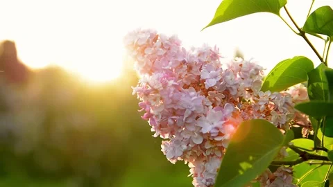 Delicate lilac blossoms swaying gently in a soft breeze. Golden hour sunlig.. Vidéo 335156558