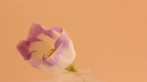 Delicate lilac flower Video stock 87325823