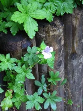 Delicate lilac flower forest geranium against the background of an old dark l Stock Photos