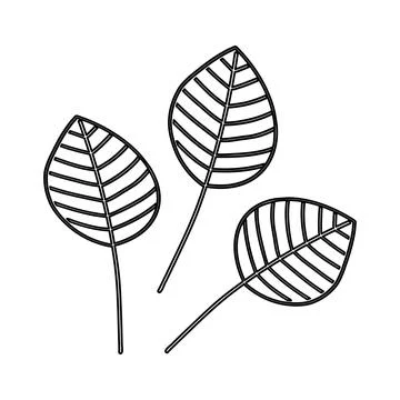 Delicate line drawing of three leaf shapes with intricate vein patterns on a Stock Illustration