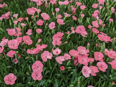 Delicate Little Pinks Stock Photos
