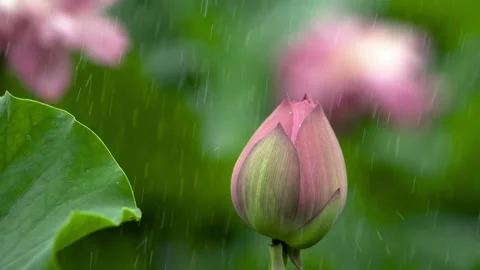 Delicate Lotus Bud Waiting to Bloom Amid Gentle Summer Rainfall Stock Footage 341871227