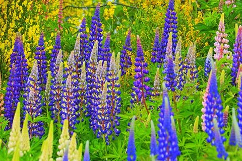 Delicate lupin flowers pattern in a bloom at springtime, Norway, Scandinavia Stock Photos