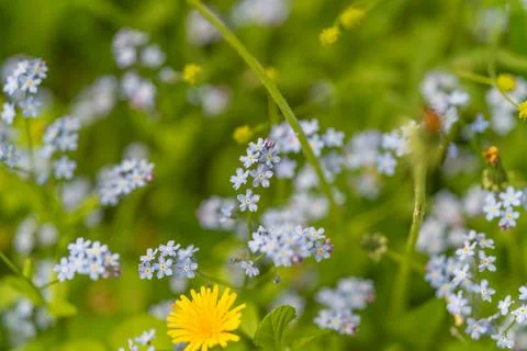 Delicate macro cluster of blue petals with dandelion hint, high detail of pol Stock Photos