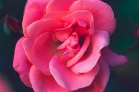 Delicate macro rose petals Stock Photos