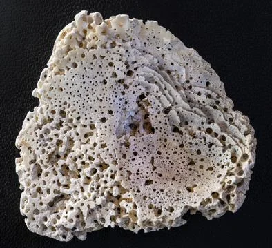 Delicate Macro of a Seashell Fragment Stock Photos