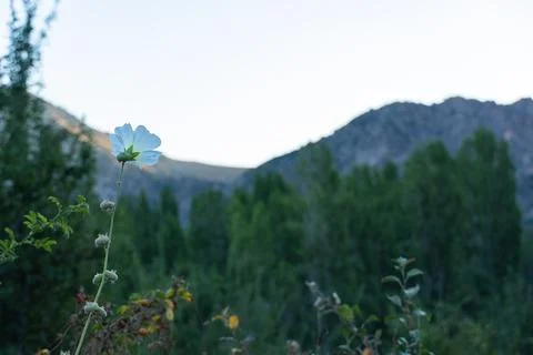 Delicate mallow flower in mountains with copy space Stock-Fotos