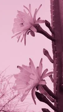 Delicate Mandacaru cactus flowers in a soft pink monochrome. A bee collects.. Foto stock