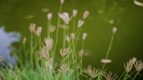 Delicate meadows by the water's edge; clumps of slender grass sway gently beside Vídeos de archivo 331232439