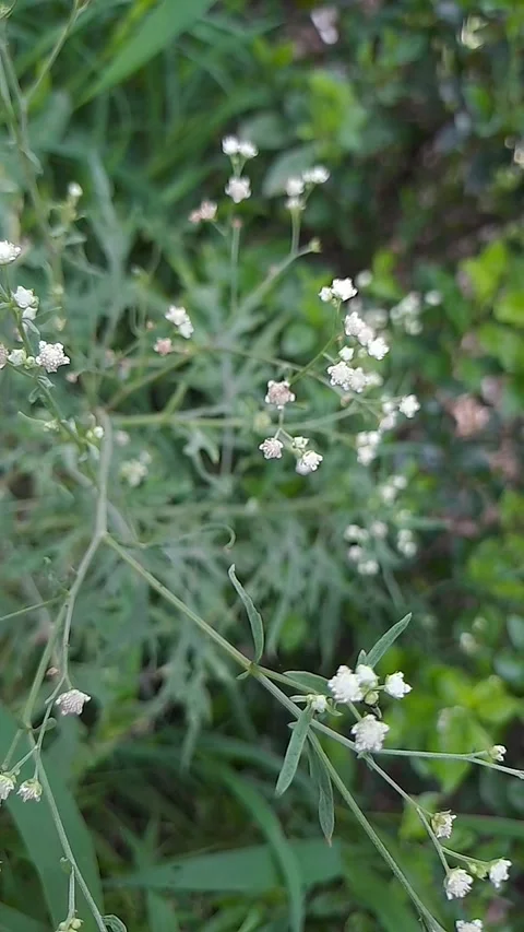 Delicate mini white flower with soft petals Stock Footage 318288386