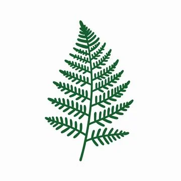 Delicate minimalist flat vector illustration of a single green wild fern le.. Illustrazione stock
