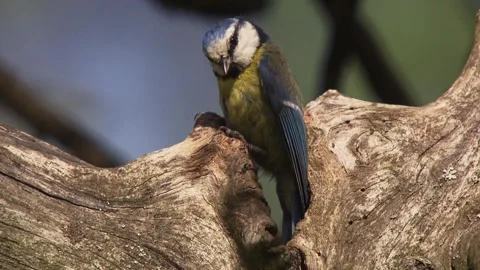 Delicate moment as blue tit appears from a crack in weathered wood (close up) Stock Footage 330452080