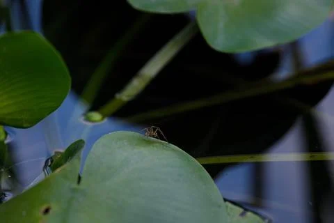 A delicate moment captured as a tiny spider perches on a vibrant lily pad Stock Photos