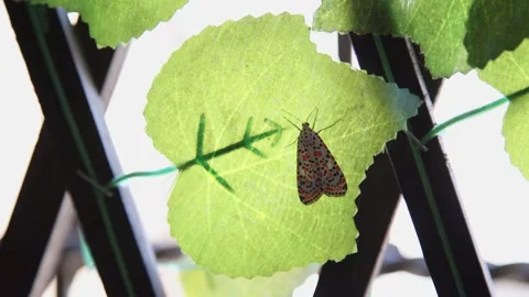Delicate moth rests on vibrant green artificial leaf, intricate wing patterns Video stock 319996864