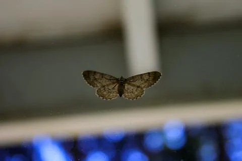 Delicate moth on screen door in front of night background Stock Photos