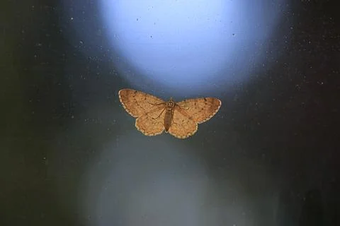 Delicate moth on screen door in front of blurred night background Stock Photos