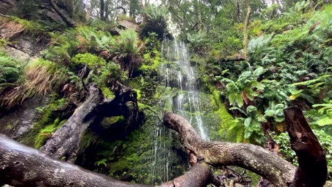 Delicate mountain waterfall over fallen tree. Stock Footage 170139367