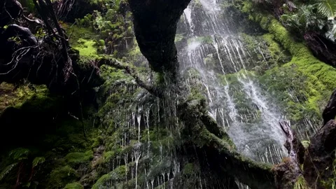 Delicate mountain waterfall over fallen tree. 스톡 동영상 170139750