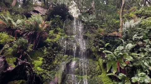 Delicate mountain waterfall over fallen tree. Stock Footage 170140208