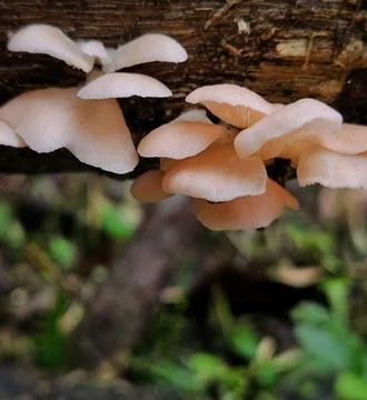 Delicate mushrooms on a forest log Stock Photos