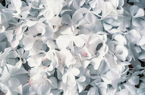 Delicate natural background of white hydrangea flowers. Textured inflorescences Stock Photos