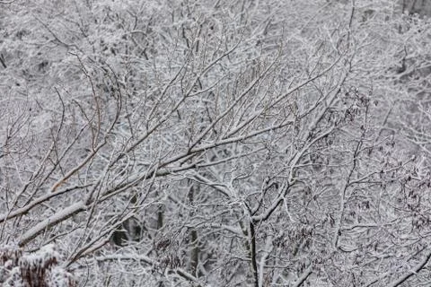 Delicate natural patterns of tree branches and first white snow Stock Photos