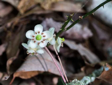 Delicate Nature 스톡 사진