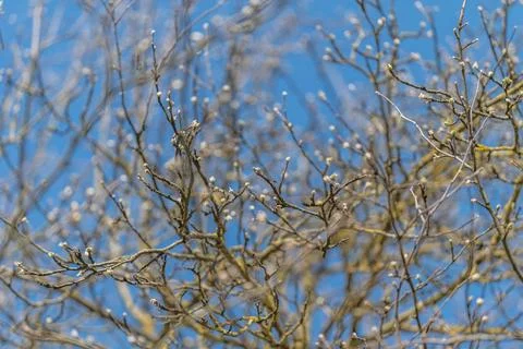 Delicate network of branches with tiny buds framed by clear sky, airy compo.. Stock Photos