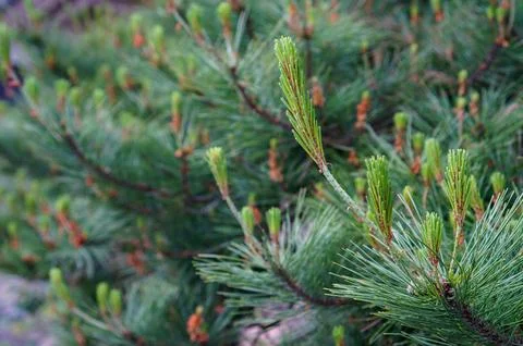 Delicate new buds burst forth on a verdant pine branch, signaling the arriv.. Stock Photos