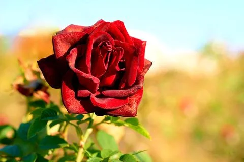 Delicate nice red rose ,sky and yellow summer Stock Photos