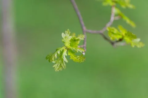 Delicate oak leaf cluster close up with serrated edges, shallow depth of fiel Stock Photos