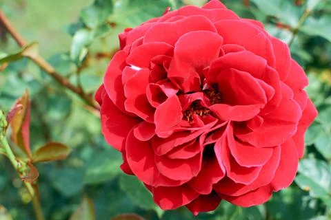Delicate open bud of a red garden rose. Garden rose bush. Scarlet petals of a Stock Photos