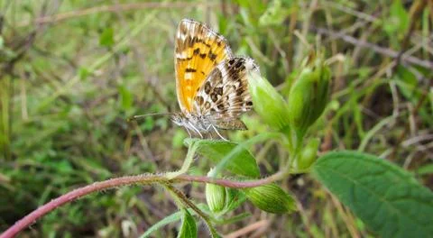 A delicate orange and brown patterned butterfly is perched gracefully on a .. Stock Photos