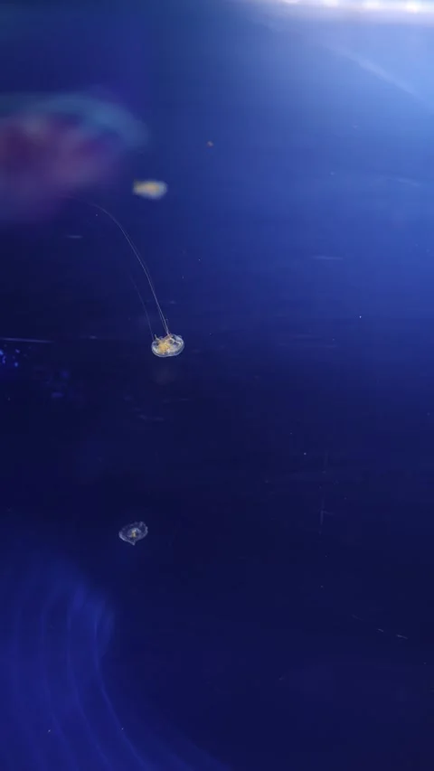 The delicate orange jellyfish glides effortlessly in the calm blue depths, its t Video stock 292516823