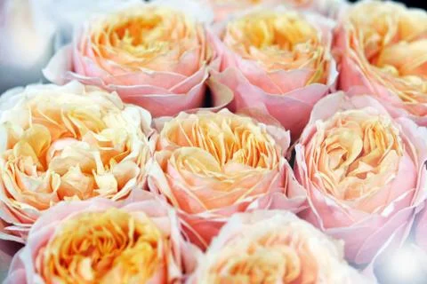 Delicate orange roses Stock Photos