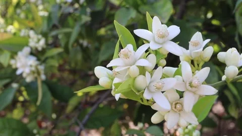 Delicate orange tree blossoms with white stamens swaying in a citrus orchard Stock-Footage 340561777