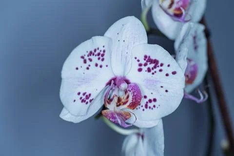 Delicate Orchid in Bloom Stock Photos
