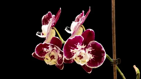 A delicate orchid bud slowly opens in a high-resolution time-lapse, isolated Stock Footage 335310337