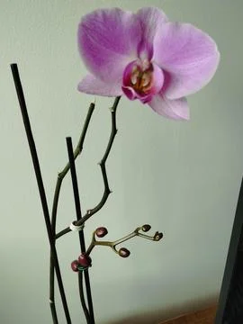 Delicate orchid in soft light. Stock Photos