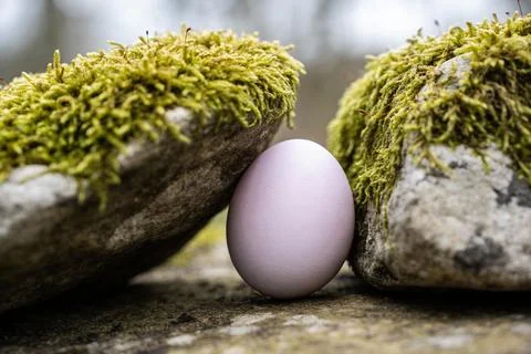 Delicate pale egg nestled between moss-covered rocks in a natural setting Stock Photos