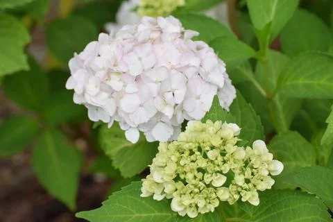 Delicate pale pink hydrangea blossoms unfurling among lush green leaves in .. 写真素材