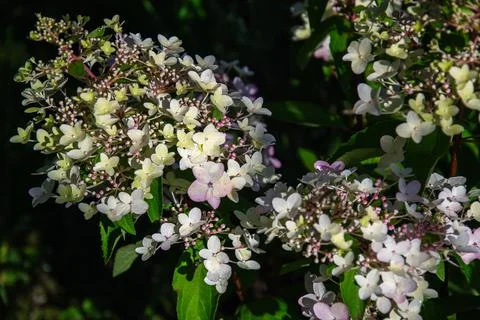 Delicate panicle hydrangea flowers bloom in soft shades of white and pink Stock Photos