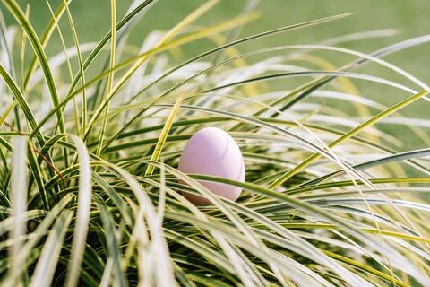 Delicate pastel Easter egg nestled amongst lush green and yellow striped gr.. Stock Photos