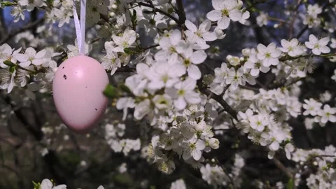 Delicate pastel pink egg on flowering branch, festive Easter decoration Stock Footage 306385544
