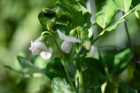 Delicate Pea Flower Stock Photos