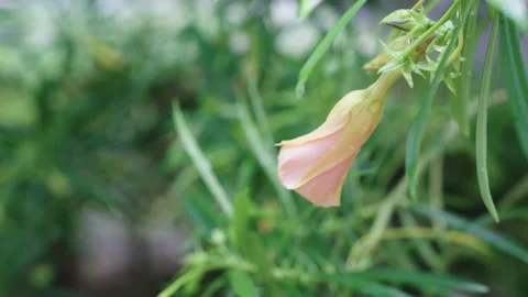 Delicate peach-colored flower bud covered in fresh morning dew drops. Lush .. Vídeos de archivo 341210089