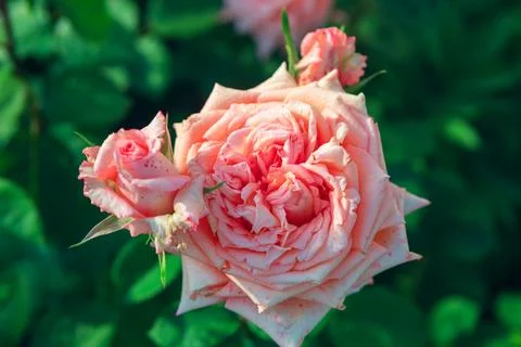 Delicate peach colored roses bloom with layered petals 库存照片
