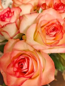 Delicate peach pink roses close up romantic bouquet vertical Foto stock